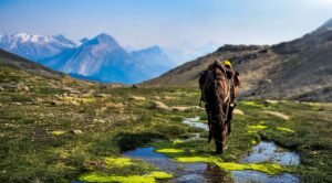 Horseback riding, McBride, Robson Valley British Columbia